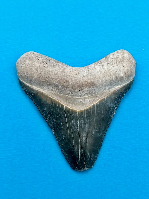 2.09" Megalodon Shark Tooth - Bone Valley Florida