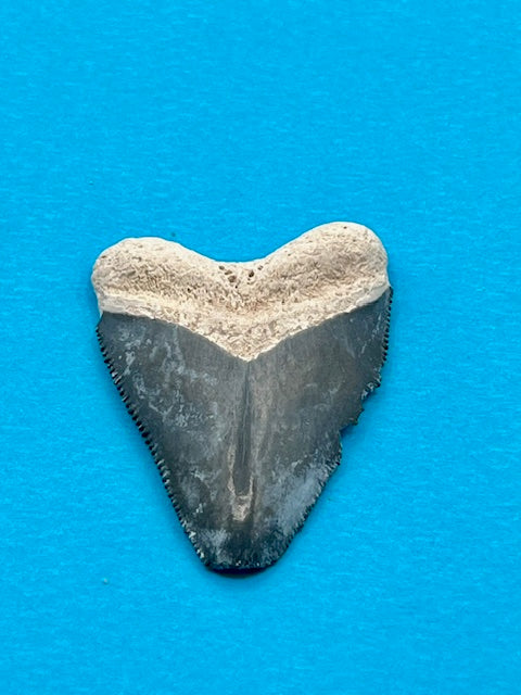 1.67" Hubbell Megalodon Shark Tooth - Bone Valley Florida