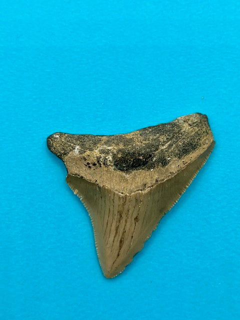 2.30" Megalodon Shark Tooth - Offshore North Carolina