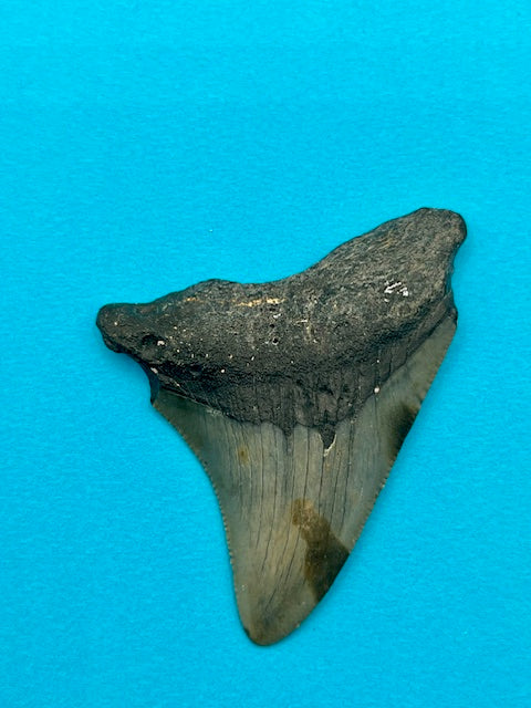 2.60" Megalodon Shark Tooth - Offshore North Carolina