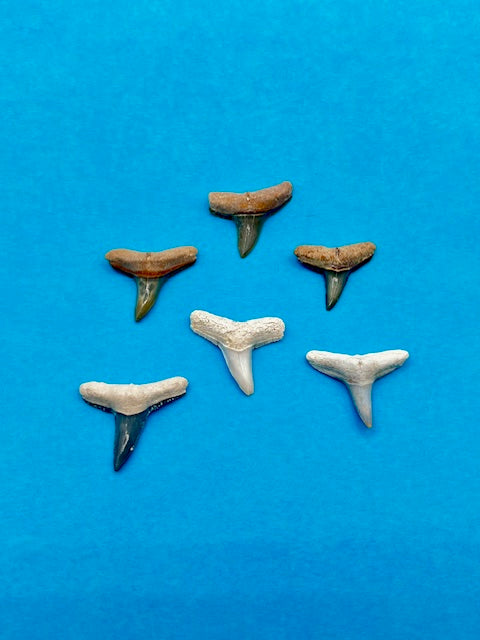 Auction (5-19): Set of Colorful Lemon Shark Teeth - Bone Valley