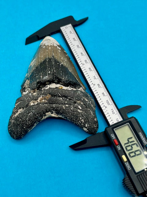 Auction (5-19):Thick 4.68" Megalodon Shark Tooth - Offshore North Carolina