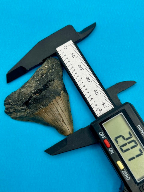 Auction (5-19): 2.07" Megalodon Shark Tooth - Offshore North Carolina