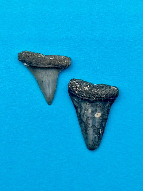 Auction (5-19) : Pair of Hastalis aka"Mako" Shark Teeth - Venice, FL