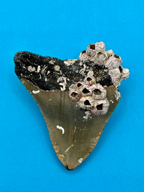 Auction (5-20): "Barnacled" 3.64" Megalodon Shark Tooth - Offshore North Carolina