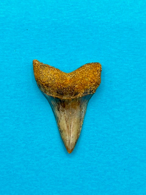 Auction (5-19): 1.20" Hastalis Shark Tooth - Bakersfield, CA