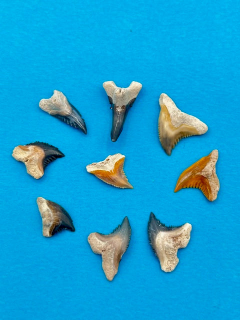 Auction (5-19): Set of 9 Colorful "Hemi" Shark Teeth - Bone Valley