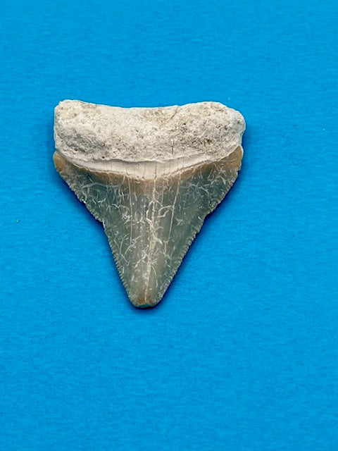 1.57" Megalodon Shark Tooth - Bone Valley Florida