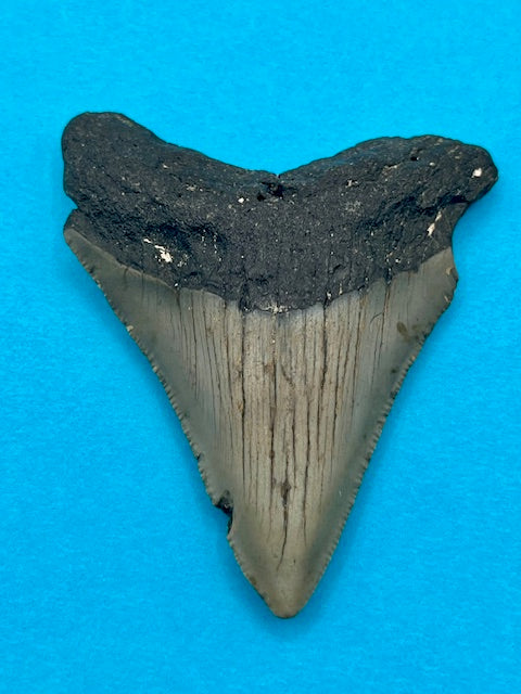 2.89" Megalodon Shark Tooth - Offshore North Carolina