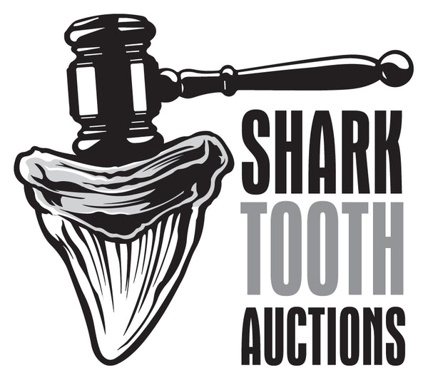 Shark Tooth Auctions